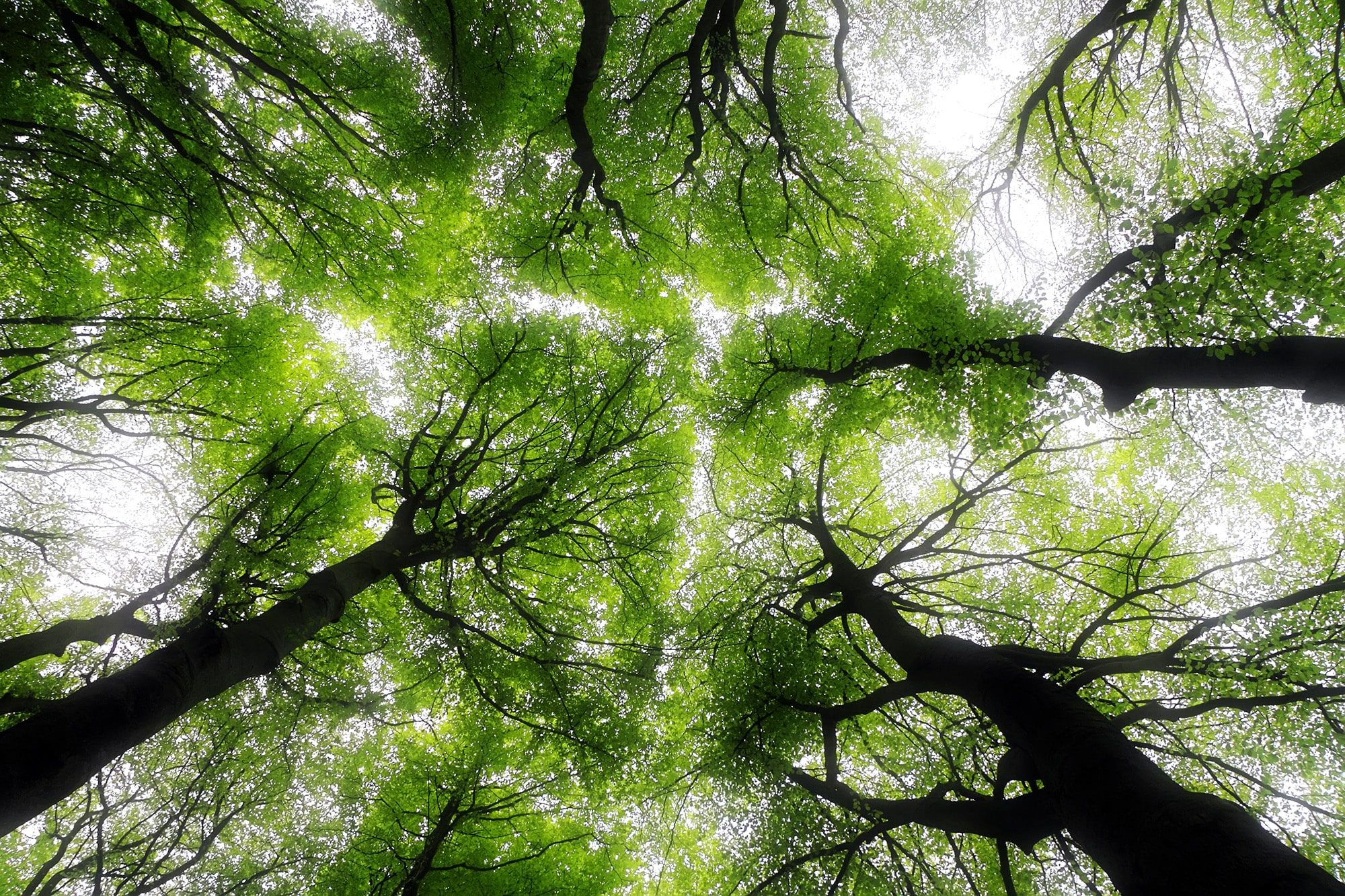 Groene oplossingen - koudemiddel transitie